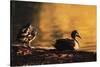 Ducks at Sunrise-FS Studio-Stretched Canvas