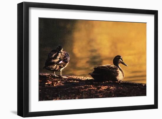 Ducks at Sunrise-FS Studio-Framed Giclee Print