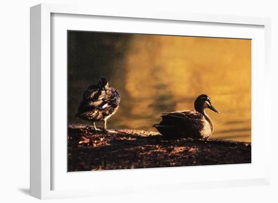 Ducks at Sunrise-FS Studio-Framed Giclee Print