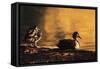 Ducks at Sunrise-FS Studio-Framed Stretched Canvas