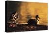 Ducks at Sunrise-FS Studio-Stretched Canvas