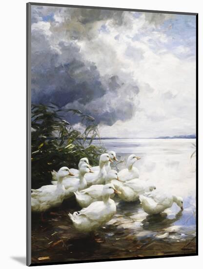Ducks at the Lake's Edge-Alexander Koester-Mounted Giclee Print