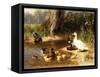 Ducks at the Water's Edge-Carl Jutz-Framed Stretched Canvas