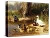 Ducks at the Water's Edge-Carl Jutz-Stretched Canvas