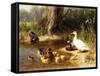 Ducks at the Water's Edge-Carl Jutz-Framed Stretched Canvas