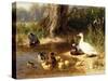 Ducks at the Water's Edge-Carl Jutz-Stretched Canvas