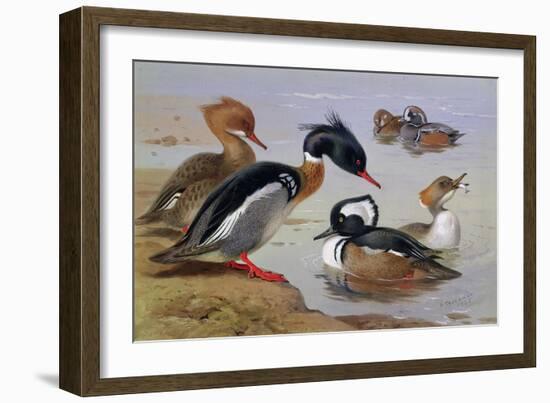 Ducks by a Lake-Archibald Thorburn-Framed Giclee Print