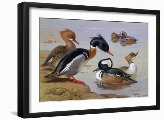 Ducks by a Lake-Archibald Thorburn-Framed Giclee Print