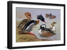 Ducks by a Lake-Archibald Thorburn-Framed Giclee Print