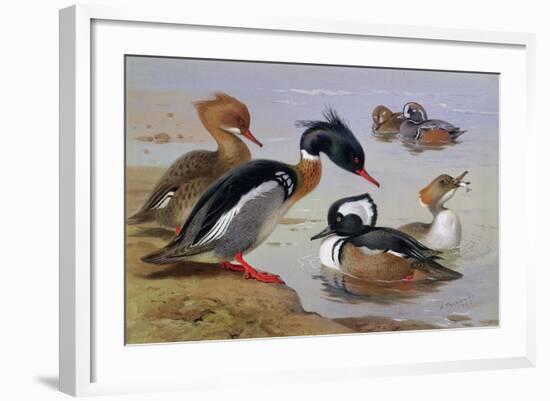 Ducks by a Lake-Archibald Thorburn-Framed Giclee Print