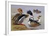 Ducks by a Lake-Archibald Thorburn-Framed Giclee Print