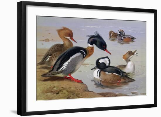 Ducks by a Lake-Archibald Thorburn-Framed Giclee Print