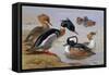 Ducks by a Lake-Archibald Thorburn-Framed Stretched Canvas