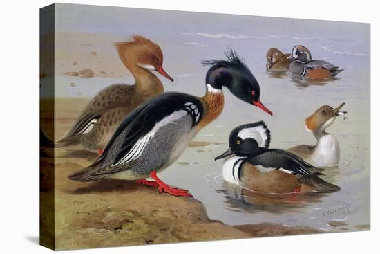 Ducks by a Lake-Archibald Thorburn-Stretched Canvas