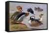 Ducks by a Lake-Archibald Thorburn-Framed Stretched Canvas