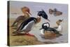 Ducks by a Lake-Archibald Thorburn-Stretched Canvas