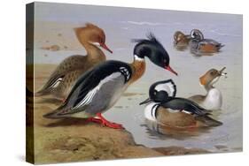 Ducks by a Lake-Archibald Thorburn-Stretched Canvas