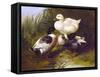 Ducks by a Stream-John Frederick Herring Jr.-Framed Stretched Canvas