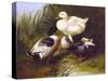 Ducks by a Stream-John Frederick Herring Jr.-Stretched Canvas