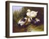 Ducks by a Stream-John Frederick Herring Jr.-Framed Art Print