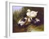 Ducks by a Stream-John Frederick Herring Jr.-Framed Art Print