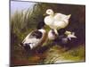 Ducks by a Stream-John Frederick Herring Jr.-Mounted Art Print