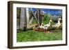 Ducks Escapiing-Robert Goldwitz-Framed Photographic Print