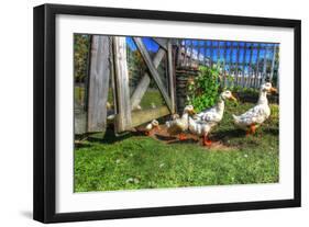 Ducks Escapiing-Robert Goldwitz-Framed Photographic Print