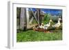 Ducks Escapiing-Robert Goldwitz-Framed Photographic Print