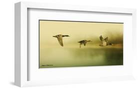 Ducks Flying-Carlos Casamayor-Framed Art Print