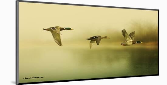 Ducks Flying-Carlos Casamayor-Mounted Art Print