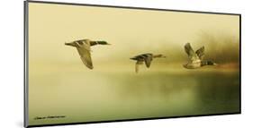 Ducks Flying-Carlos Casamayor-Mounted Art Print