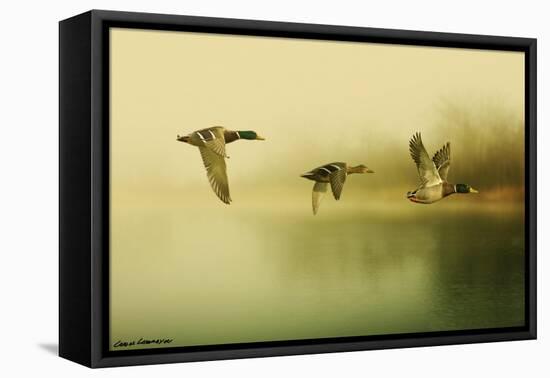 Ducks Flying-Carlos Casamayor-Framed Stretched Canvas