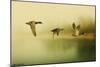 Ducks Flying-Carlos Casamayor-Mounted Giclee Print