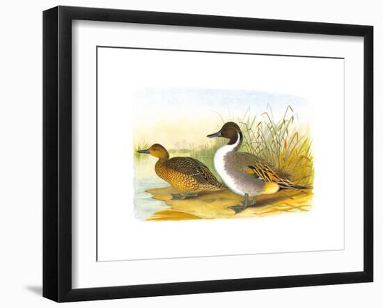 Ducks I-Henry Jones-Framed Premium Giclee Print