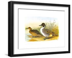 Ducks I-Henry Jones-Framed Premium Giclee Print