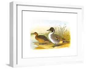 Ducks I-Henry Jones-Framed Premium Giclee Print