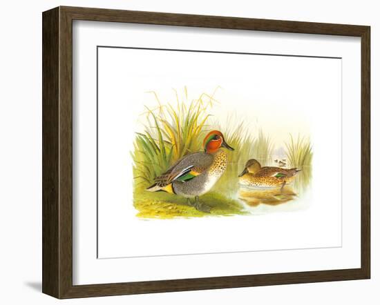 Ducks II-Henry Jones-Framed Premium Giclee Print