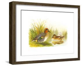 Ducks II-Henry Jones-Framed Premium Giclee Print