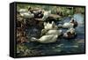 Ducks in a Pool-Alexander Koester-Framed Stretched Canvas