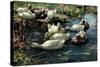 Ducks in a Pool-Alexander Koester-Stretched Canvas