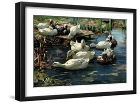 Ducks in a Pool-Alexander Koester-Framed Giclee Print