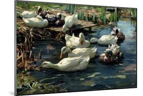 Ducks in a Pool-Alexander Koester-Mounted Giclee Print