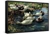 Ducks in a Pool-Alexander Koester-Framed Stretched Canvas