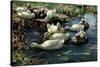 Ducks in a Pool-Alexander Koester-Stretched Canvas