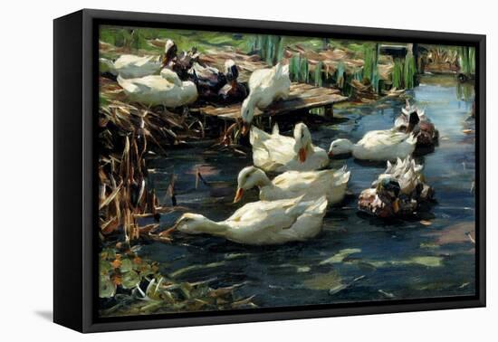 Ducks in a Pool-Alexander Koester-Framed Stretched Canvas