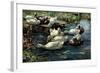 Ducks in a Pool-Alexander Koester-Framed Giclee Print