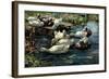 Ducks in a Pool-Alexander Koester-Framed Giclee Print