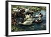 Ducks in a Pool-Alexander Koester-Framed Giclee Print