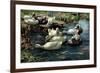 Ducks in a Pool-Alexander Koester-Framed Giclee Print